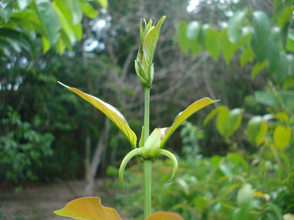 Uncaria tomentosa macskakarom